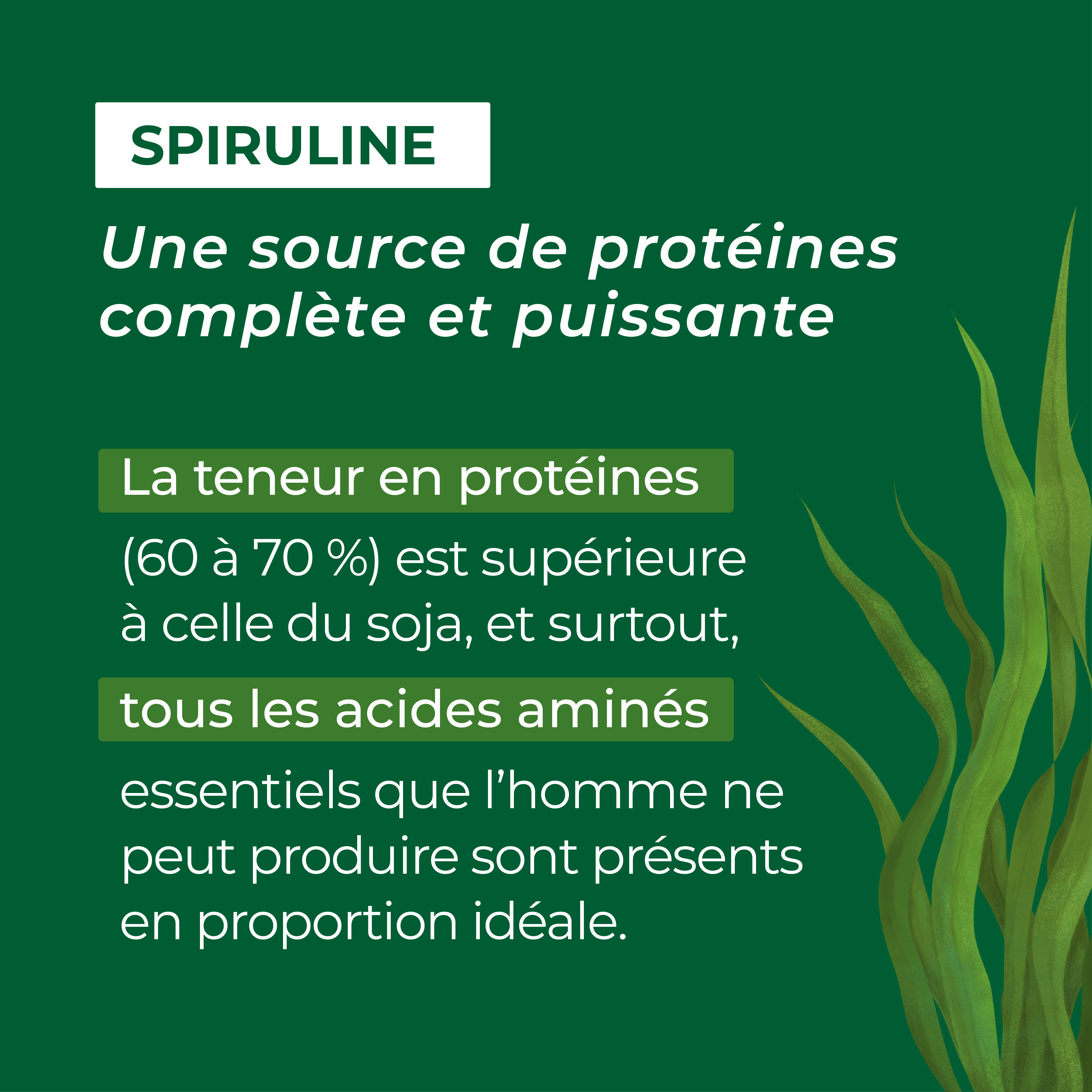 Spiruline